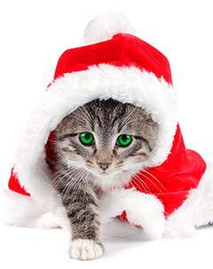 рождественский кот