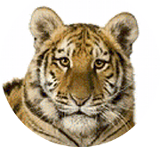 тигр 2022