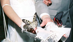 бабочки на свадьбу